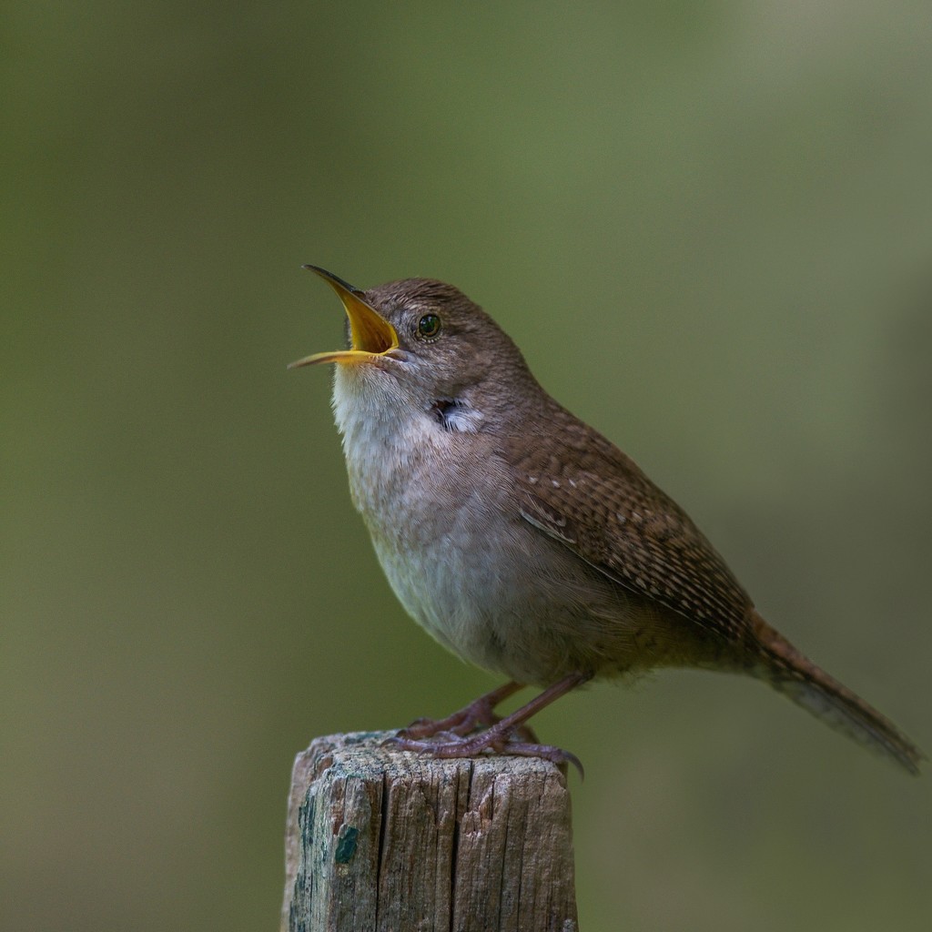 A Wren's song of spring by berelaxed
