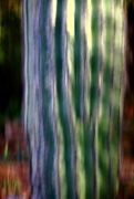 10th May 2017 - painted saguaro