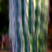 painted saguaro by blueberry1222