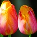 Warm Tulips by phil_sandford
