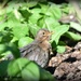 My little birdie friend by rosiekind