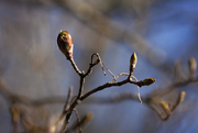 1st May 2017 - Maple buds