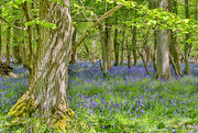 10th May 2017 - Bluebells in the woods
