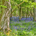 Bluebells in the woods by pamknowler