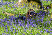 10th May 2017 - Pixie in the Bluebells
