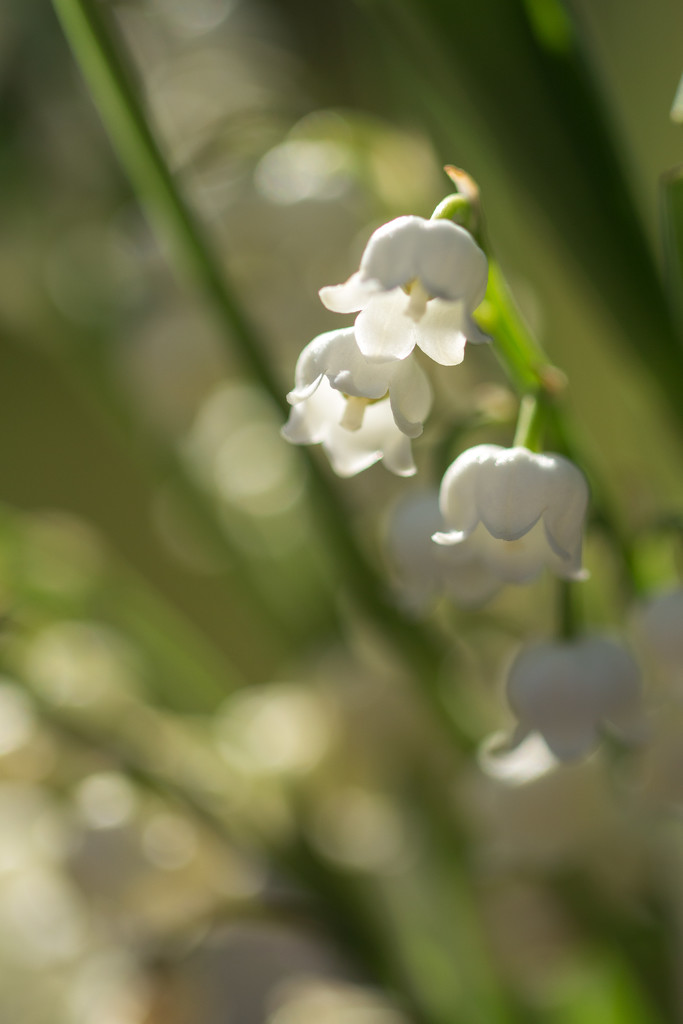 lily of the valley by callymazoo