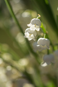 10th May 2017 - lily of the valley