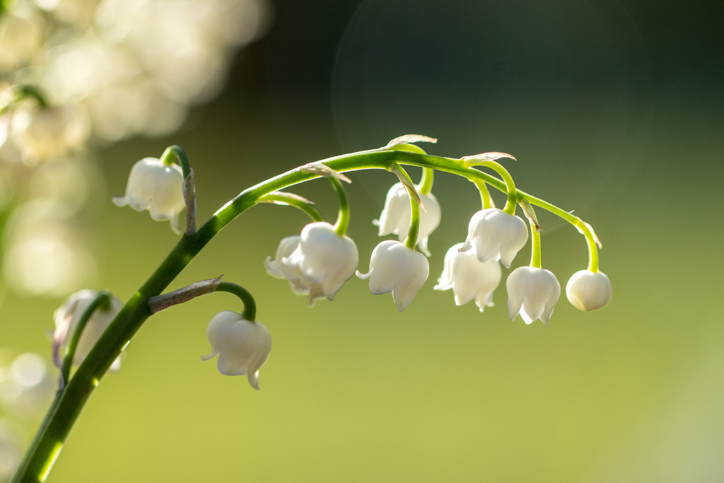 lily of the valley by callymazoo