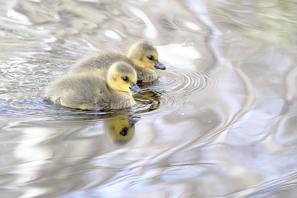 Two little goslings! by fayefaye