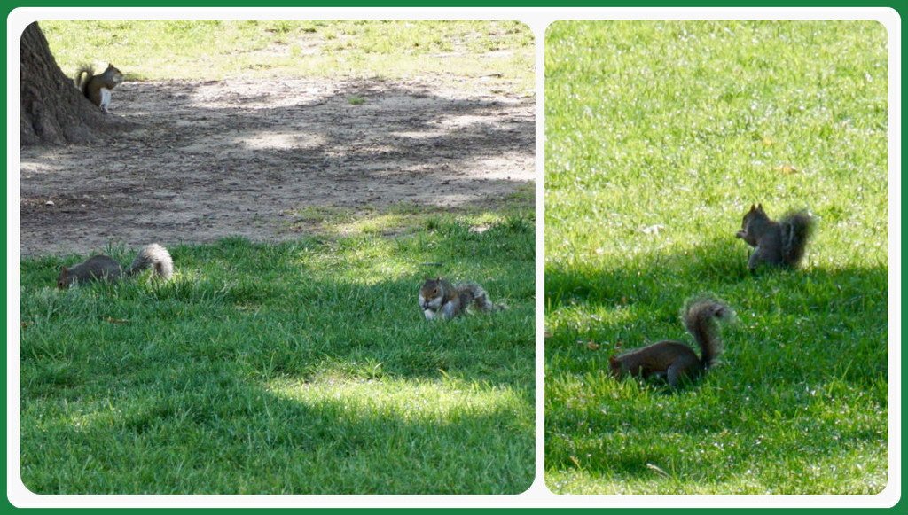 Squirrel Lawn Party by allie912