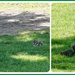 Squirrel Lawn Party by allie912