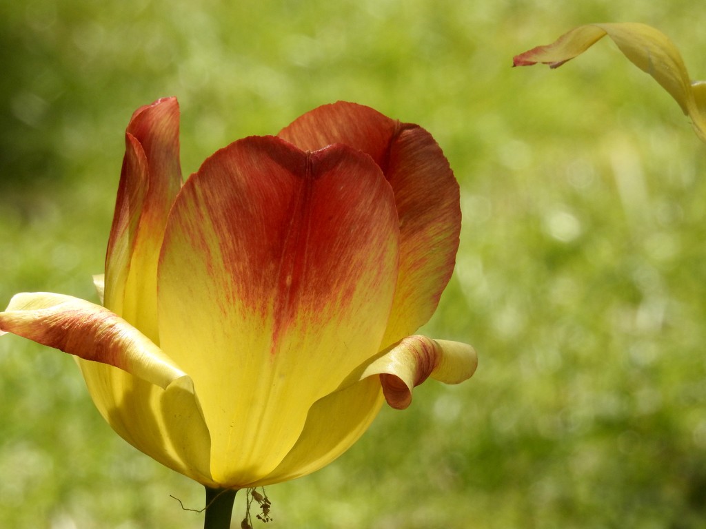 Sunny tulip by amyk