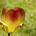 Sunny tulip by amyk