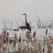 Great Blue Heron by frantackaberry