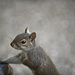 Squirrel by lstasel