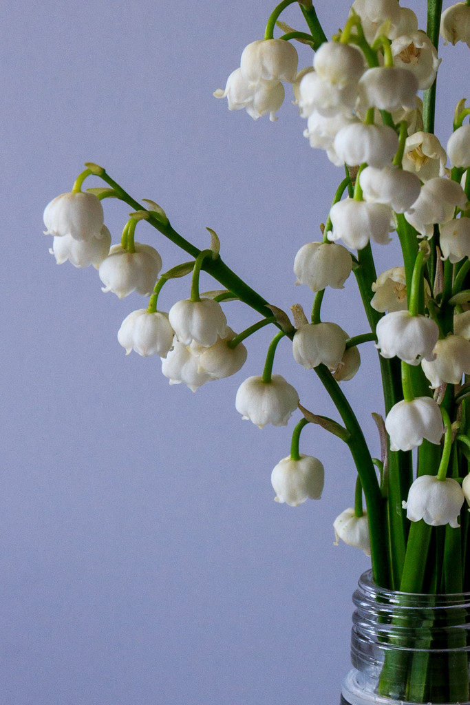 Lily of the Valley Close Up by clay88