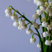 Lily of the Valley Close Up by clay88