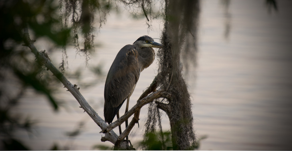 Blue Heron Two!   by rickster549