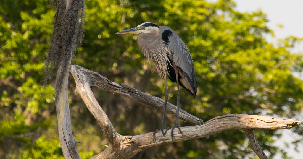 Blue Heron One! by rickster549