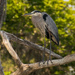 Blue Heron One! by rickster549