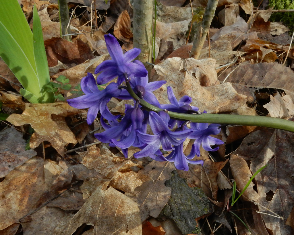 Purple in April by mcsiegle
