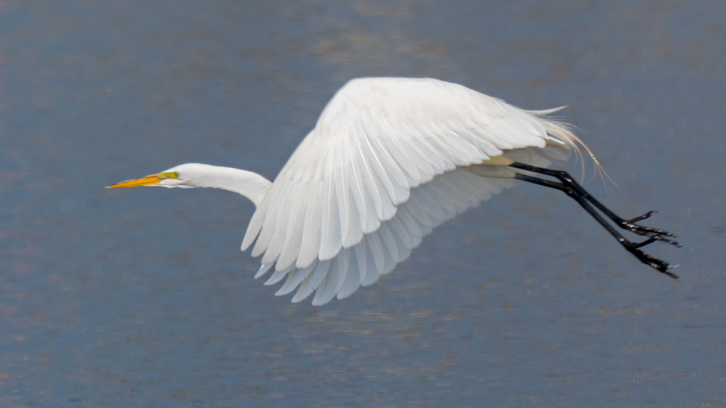 Great White Egret in Flight by rminer
