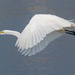 Great White Egret in Flight by rminer