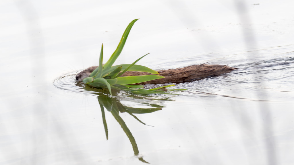 Muskrat with Plant by rminer