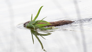 10th May 2017 - Muskrat with Plant