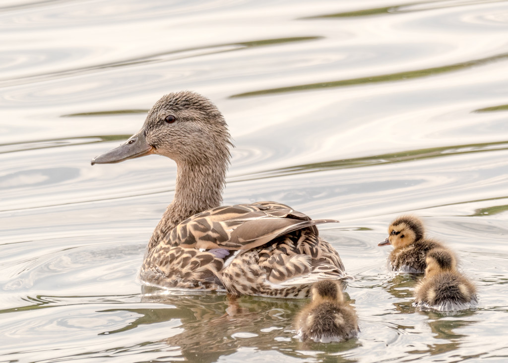 Baby Ducks with Momma by rminer