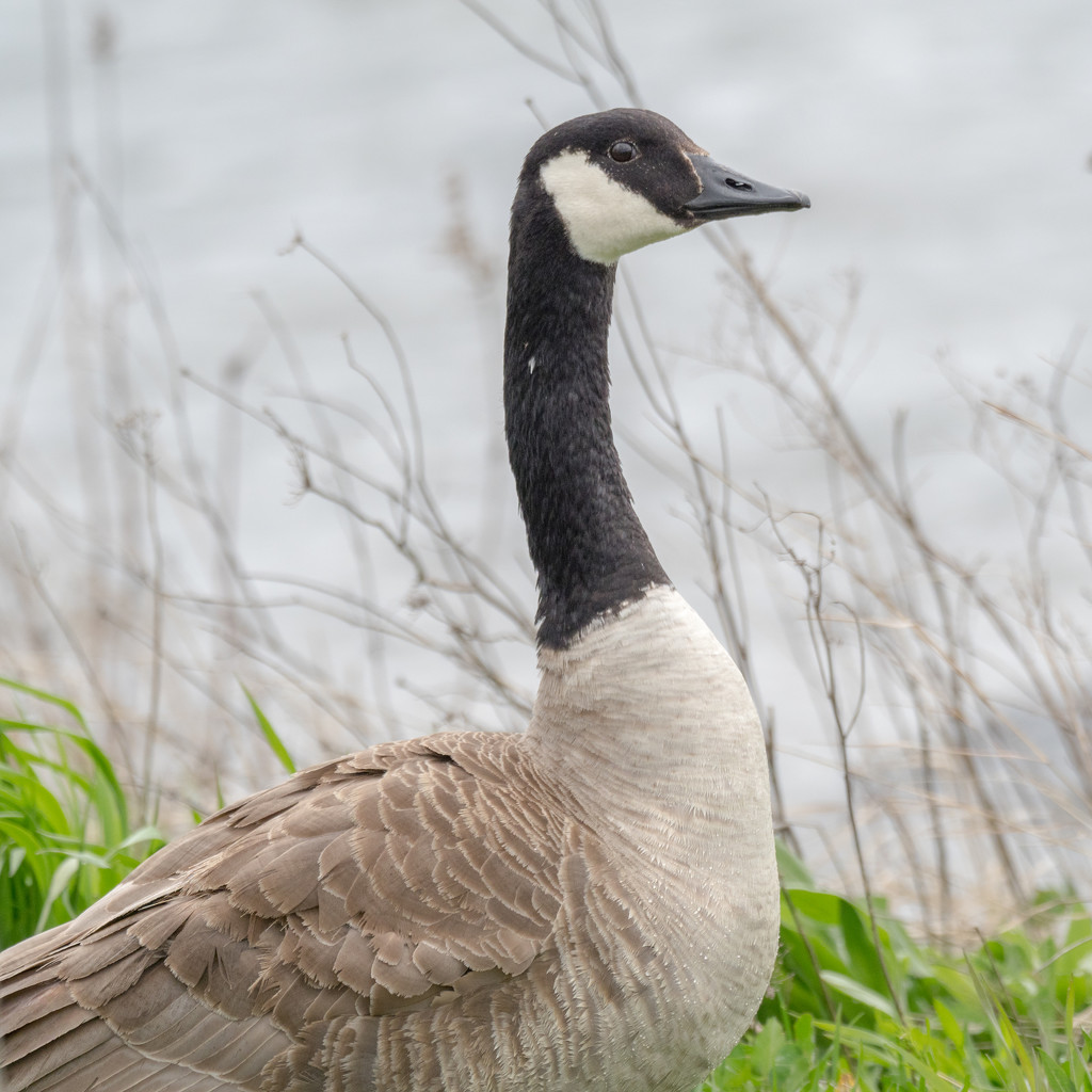 Canadian Goose by rminer
