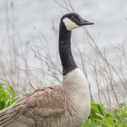 2nd May 2017 - Canadian Goose