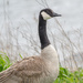 Canadian Goose by rminer