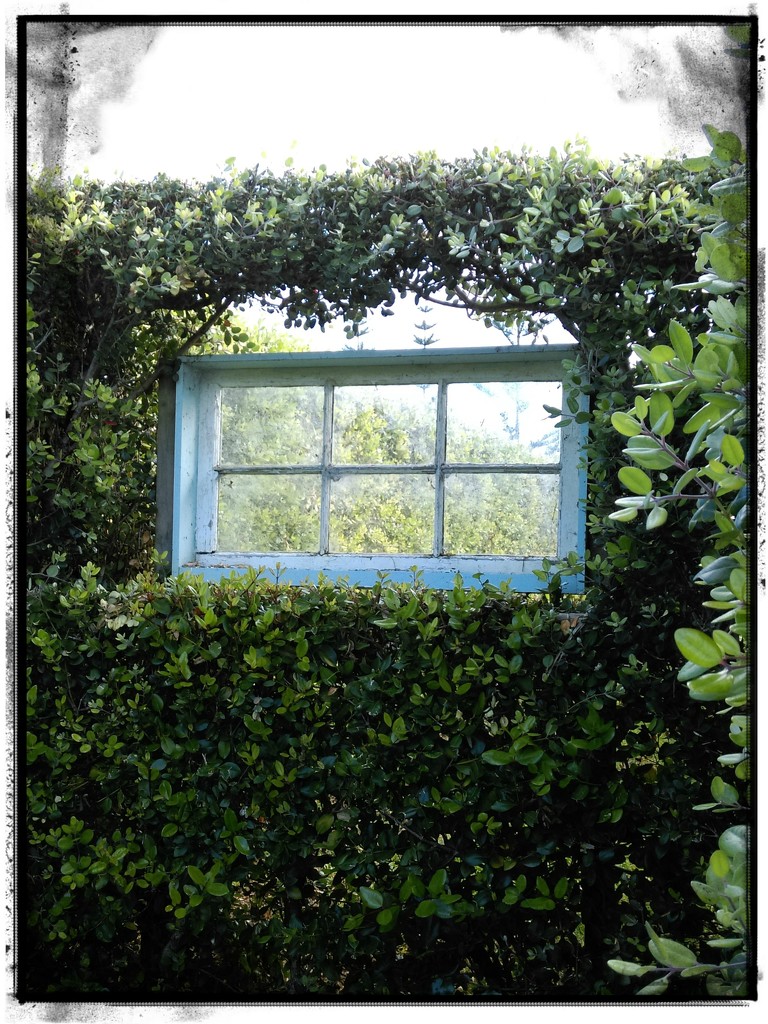 Hedge Window by loey5150