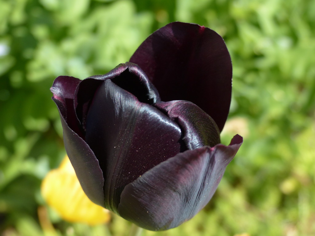 Black Tulip by shirleybankfarm