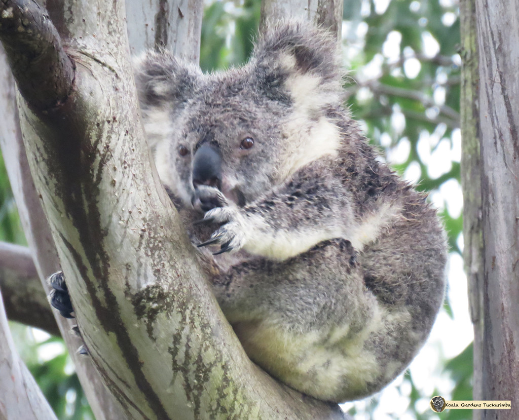 close call by koalagardens