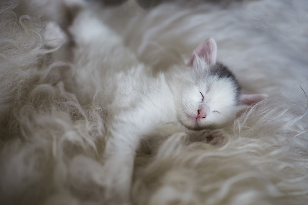 Soft kitty, sleepy kitty... by lily
