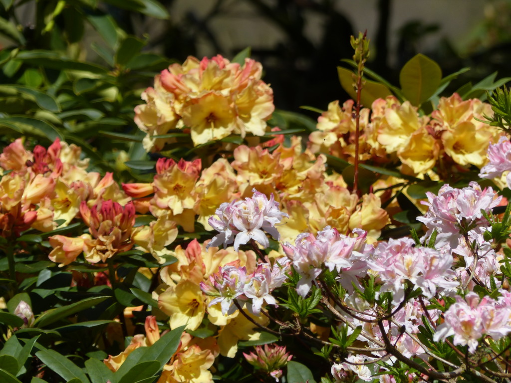  Rhododendron (background) and Azalea (foreground) by susiemc