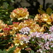  Rhododendron (background) and Azalea (foreground) by susiemc