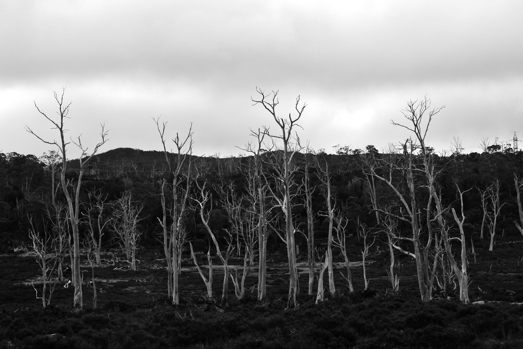 dead wood by wenbow
