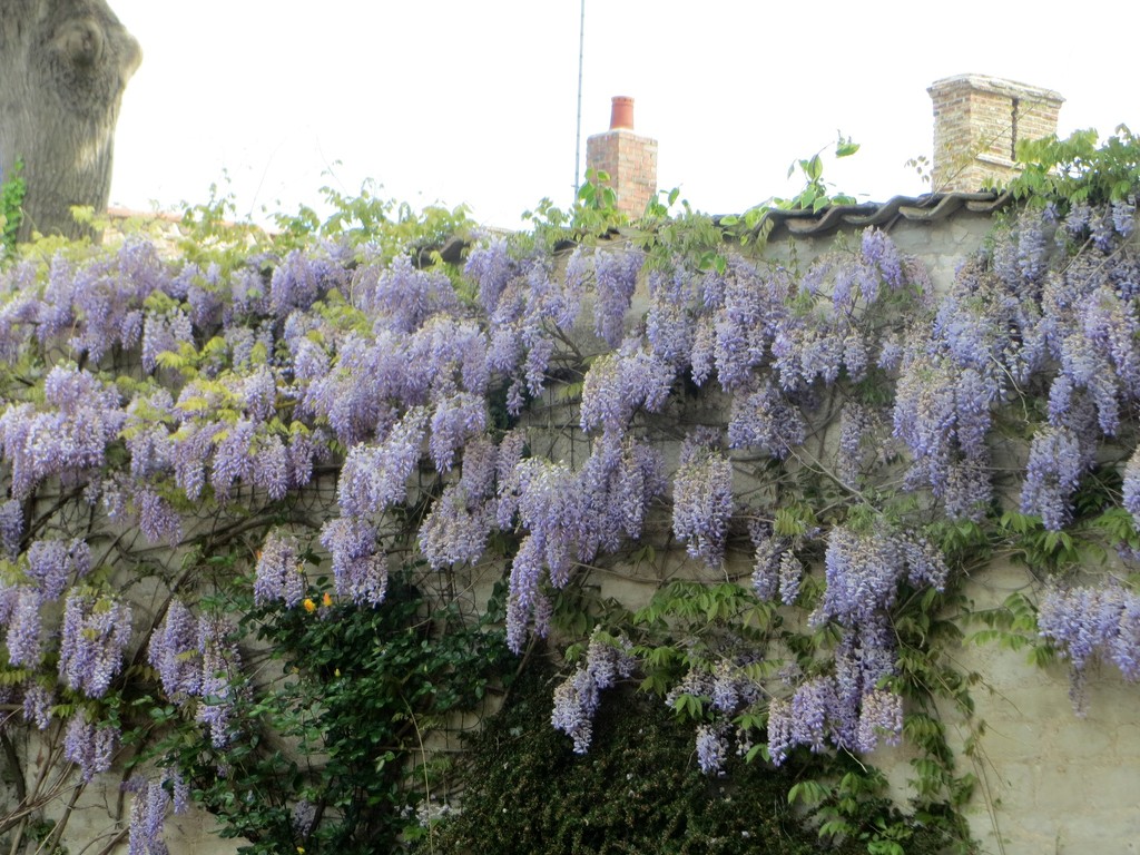Wisteria by foxes37