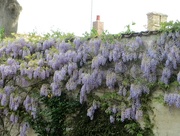 11th May 2017 - Wisteria