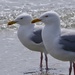 A Gulls day out ! by carole_sandford