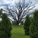 The Tree  by jo38