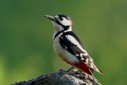 10th May 2017 - MALE GREAT SPOTTED WOODPECKER