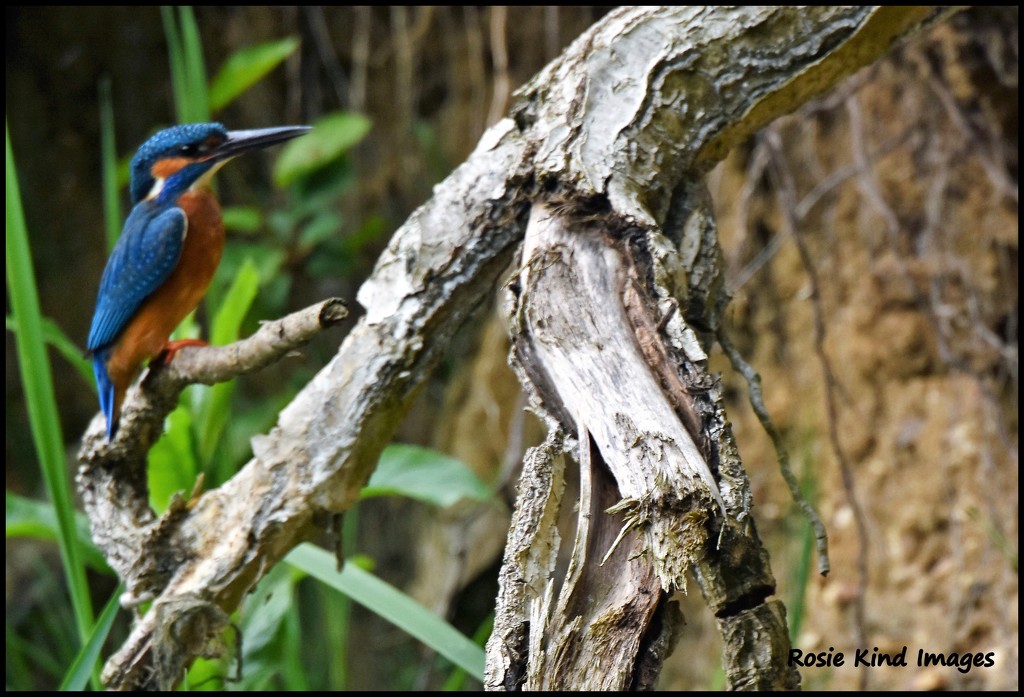 Today's kingfisher  by rosiekind