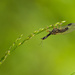 Snakefly by haskar