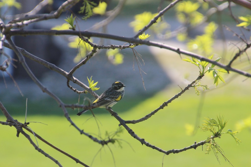 Yellow-Rumped (Myrtle) Warbler by bjchipman