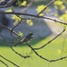 Yellow-Rumped (Myrtle) Warbler by bjchipman