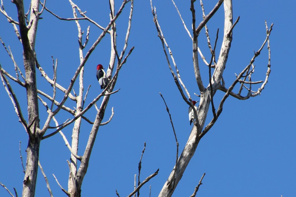 Two Redheaded Woodpeckers by bjchipman